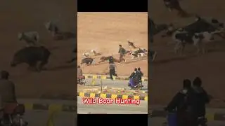 Wild Boar Hunting with Hunting Dogs 2025 / Big Boar vs Big Dogs @ExplorePotohar