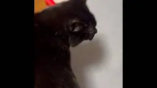 おはよう！しんちゃん #blackcat #しゃべる猫 #黒猫 20260123