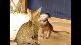 monkey and Cat fighting