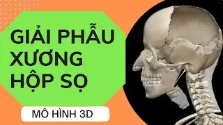 Khám phá giải phẫu các xương hộp sọ não 3D I Giải phẫu học cơ thể người