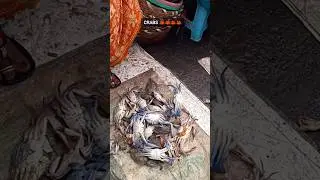 💥🦀 Kasimedu Live Crab very low price | Kasimedu fish market #crab # live #shorts #trending
