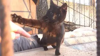 Angry black mama cat hissing and fighting