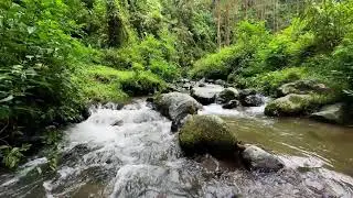 Find a quiet escape with calming river sounds in a tranquil jungle stream to restore deep calmness