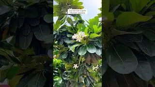 Grow Champa/ Plumeria flowers Plant from cutting 🌼 #yt #garden #youtubeshorts #shorts #diy #plants