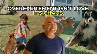 The Real Danger of an Overexcited Dog (And What to Do) | Better Human Better Dog
