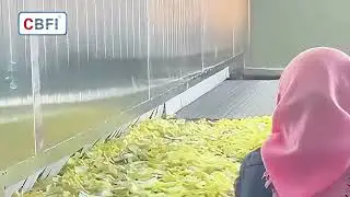 2 Ton/Hour Vegetable IQF Spiral Freezer | High Efficiency Quick Freezing Machine