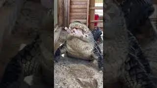 Soni The Alligator Eats A Chicken & Burps!!! #shorts