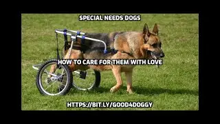 Special Needs Dogs &ndash; How to Care for Them with Love