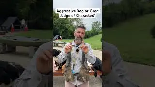 Aggressive Dog or Good Judge of Character? Post Your Thoughts Below! #shorts #stonnie #dogtraining