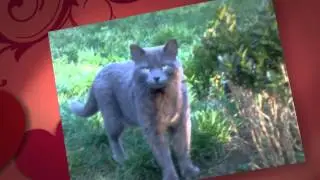 Pet Bounce Multi-Vitamin