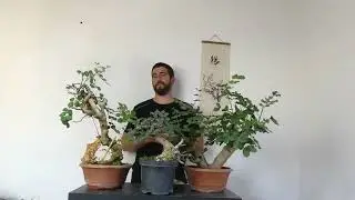 Cómo Reproducir el Algarrobo desde Estacas y Acodo Aéreo