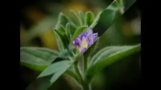 Фотоаппарат Sony Cyber shot DSC H100