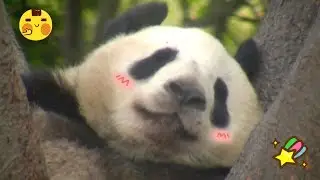 Are You Sure You Did Not See Koala? Too Sleepy | iPanda