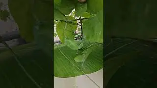 మా ఇంటి ధోండకాయ