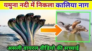 Yamuna Nadi Me Kaliya Naag?🪱 😱 Vrindavan Video Ka Sach! | Kaliya Naag News