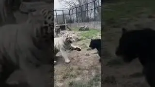 Black Jaguar vs White Tiger Raw Power Clash #survival #predators