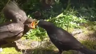 Blackbird feeding its young.