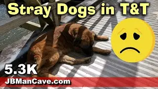STRAY DOGS in Trinidad and Tobago JBManCave.com