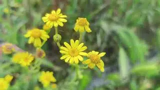 Flowers summer nature