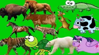 Animal running green screen video cartoon animal effect animal green screen stamped wild animal 