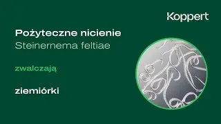 Pożyteczne nicienie Steinernema feltiae skutecznie zwalczają ziemi&oacute;rki | Koppert Polska