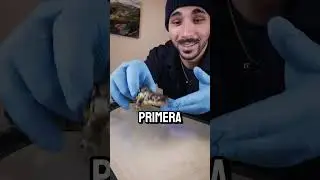 Lagartija VENENOSA y GIGANTE 🦎😲