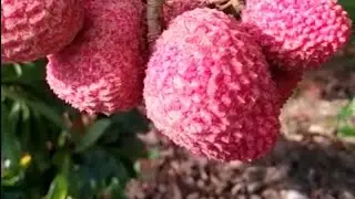 Como cuido da lichia  |Ap&oacute;s a poda | Alporquia💕#chacara #lichia #org&acirc;nico #vidanaro&ccedil;a