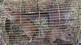 DAY 2 OF 30 DAYS CHALLENGE RAT RESCUE FROM HOUSE AND RELEASE IN FOREST.