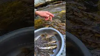 Fishing Rod | Fishing Videos | Fishing Trout | Fishing in River | Fishing in Japan #shorts #fishing