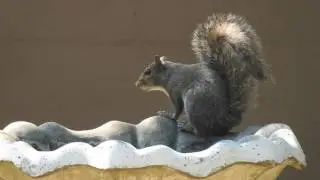 Gray Squirrel in Bird Bath