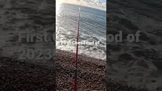 Lovely fat cod from Chesil Beach!! First fish of 2023 is a good one!! #seafishing #cod