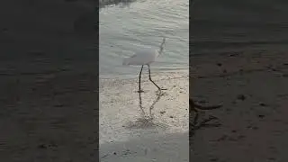 Great White Egret at the beach