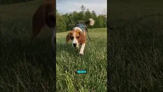 Beagles Are NOT Just Cute! The Truth Will SHOCK You! 🐶😱 #beagle #dogbreed #doglover