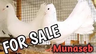 Kabutar for sale I'm Gujrat sarialamgir bhowanj Pigeons for sale in sarialamgir bhowanj..