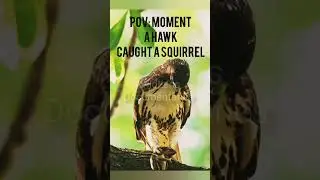 POV: Hawk attack a squirrel. #pov #wildlife #hawk #squirrel #nature #attack #shorts