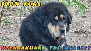आज भी मिलते है ऐसे क्वालिटी के भोटिआ डॉग 👍  Harshil valley top quality bhotia dog @namasteharshil 