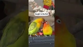 This Lovebird Kiss is NOT What You Think #shorts #lovebirds #kissing #notwhatyouthink #parrot #tota