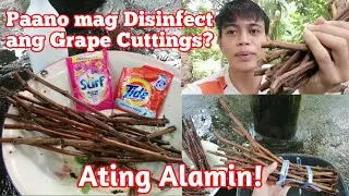 Paano mag Disinfect ng Grape cuttings - Paglinis ng Grape Cuttings