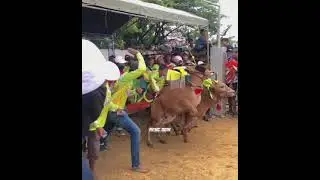 story wa kerapan sapi(HAJAR BOSS 88)Terbang tanpa sayap