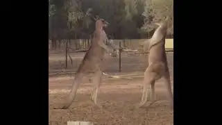 ABC Canberra t3Sp nN7oihovem1bereh 2011a90d  &bull; Have you ever seen a roo fight?