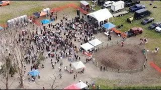 Illinois Dancing Horse Scam Exposed!