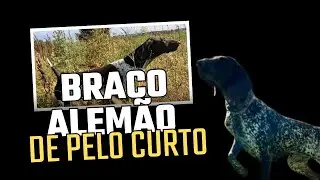 Braco Alemão: o cão incansável cheio de energia e inteligência.