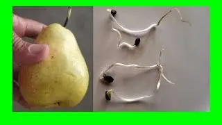 Grow a Pear Tree Fast from Seed | Easy Pear Seed Germination Guide