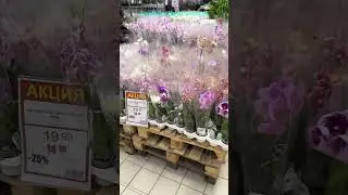 Привоз орхидей к 1 сентября Минск #орхидеицветут #floweringplant #орхидеи #цветы #пересадкаорхидеи