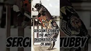 Sergeant Stubby: The Most Decorated Dog of WWI 🐾🎖️ #Shorts