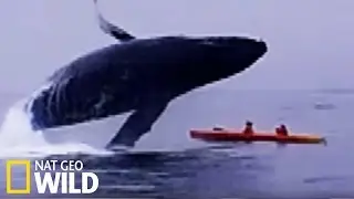 Une baleine écrase deux kayakistes - Les animaux déraillent