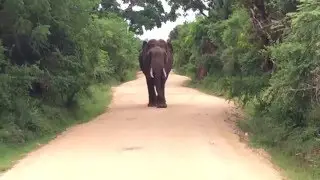 Meet GAMUNU the food thief @ Yala National Park