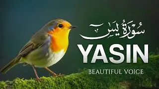Surah Yaseen سورة يس | Relaxing Quranic Flow for Calm Mind & Deep Sleep | Zikrullah TV Noor