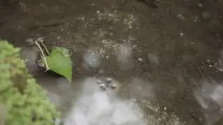 Griffith Park: pond skater