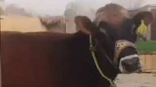 Female Big Boobs Sucking Baby part48||Horse mating||Big Tits _Sexuall Reproduction